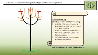 Obstbaum-Schnittkurs: naturgemäßer Obstbaumschnitt mit Prinzipien, Beispiele und viel Erklärungen.