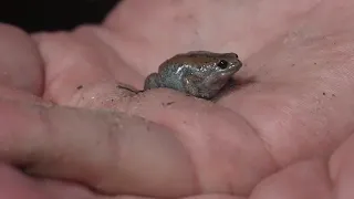 Frogs and Toads: FGCU Professor’s 25-Year quest to decode Southwest Florida’s amphibian symphony