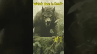 Dogman Which One Is Real #bigfoot #dogman #scary