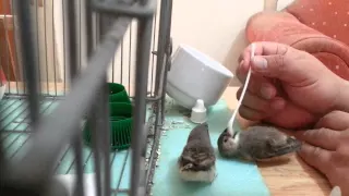 Hand Feeding Baby Zebra Finch