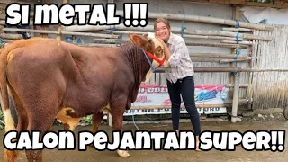 TERNYATA ADA CALON SAPI SUPER DI PASAR PURWANTORO !!!