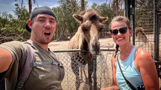 Oasis Wildlife Fuerteventura - ZOOLOGICKÁ ZAHRADA NA OSTROVĚ FUERTEVENTURA