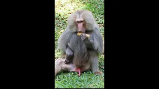 Baboon #short