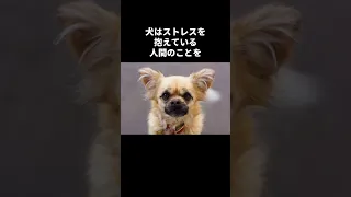 犬の秘密🤫暴露します🔥パート11