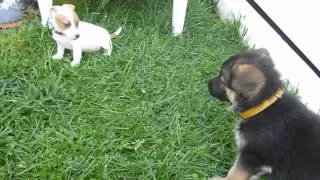 jack russel vs german shepherd - 2month puppies.MOV