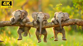 Baby Animals 4K - Explore The Cute World Of Young Wild Animals With Relaxing Music (Colorfully)