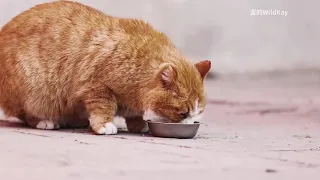 Cats in the Forbidden City