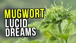 The Best Lucid Dreaming Herb? MUGWORT Benefits, REVIEW And Warnings