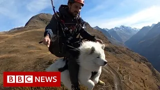 How Ouka the dog became an expert paraglider - BBC News