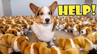 CORGI vs Gigantic Army of Puppies