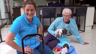 Paul O Grady For the Love of Dogs S11E02