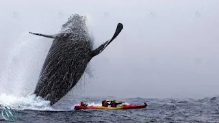 HUMPBACK WHALE – The Titan Locked in Fierce Combat with Orcas!