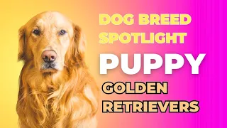 Golden Retrievers: The Perfect Family Dog? Breed Spotlight ☀️