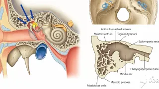 Middle ear boundaries 1