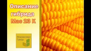 Кукуруза Мас 23 К  🌽 - описание гибрида 🌽, семена в Украине