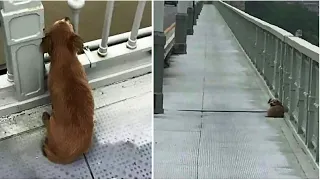 Dog is found waiting on bridge days after owner committed suicide