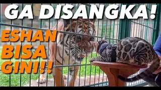 KUCING KETEMU HARIMAU (ESHAN)! HANYA KE KIARA DIA GINI.. ALSHAD SAMPE KAGET!