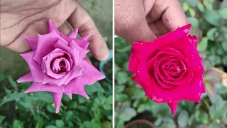 How to take care of roses during rainy season