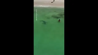 Tiger shark comes within two metres of a bikini-clad beach-goer in Western Australia