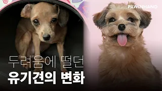 곁을 주지 않았던 유기견, 진짜 가족이 되어가는 과정ㅣ유기동물 입양ㅣ유기견 입양 변화ㅣ유기견 입양 후기