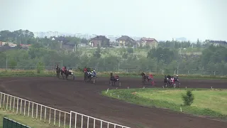 7-й заезд. Групповой приз. 11.07.2021. ЖиК орловской породы р.2019г. 1600 м. Воронежский ипподром