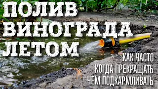 ПОЛИВ ВИНОГРАДА ЛЕТОМ В ЖАРУ. КАК ЧАСТО ПОЛИВАТЬ, ЧЕМ ПОДКОРМИТЬ, КОГДА ПРЕКРАЩАТЬ ПОЛИВ