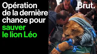 Mutilé bébé et paralysé : opération de la dernière chance pour sauver Léo