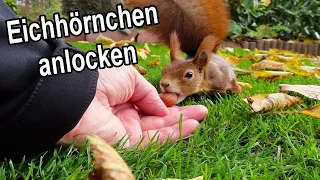 Eichhörnchen anlocken & füttern im Garten - (𝐊)𝐞𝐢𝐧𝐞 𝐬𝐜𝐡𝐥𝐞𝐜𝐡𝐭𝐞 𝐈𝐝𝐞𝐞?