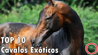 TOP 10 - Cavalos Exóticos