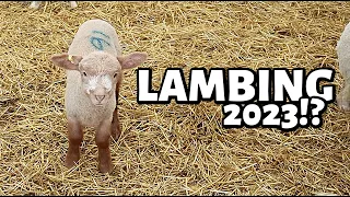 A week of planning and preparing for 2023 lambs... ALREADY!? 🧐 | Vlog 660