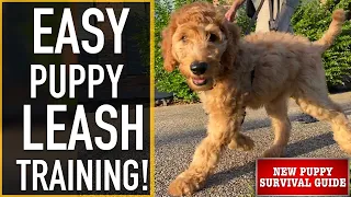 NEW PUPPY SURVIVAL GUIDE: How To Leash Train Your Puppy! (EP: 9)