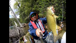 Fishing California for Smallmouth Bass / Big Brownie's Goldie's Bronzeback's SMALLIE'S