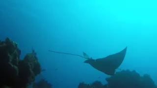 Eagle Rays in Cozumel