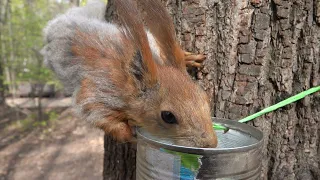 Голодная ласковая белка / Hungry affectionate squirrel