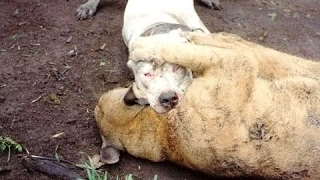 Dogo Argentino Vs Puma Fight - Cougar Baiting!!!