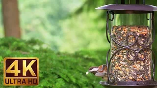 4K Wildlife/Birds - 1.5 Hours of Relaxing Birds Singing Nature Sounds - Birds at Feeders