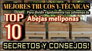 10 trucos y secretos para dividir colmenas de abejas nativas y meliponas