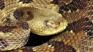 Rattlesnake Identification Myths Information Venomous vs Non-Venomous Pennsylvania Timber Rattler