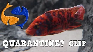 Quarantining New Fish? Clip From Tank Talk Live!