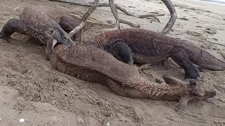 Two komodo dragons prey on live deer