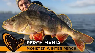 Perch Mania -  How to catch MONSTER PERCH during Winter #perch
