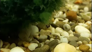 Мальки гуппи в общем аквариуме - первая неделя жизни