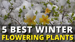 5 Best Winter Flowering Plants ❄️🌺🌸