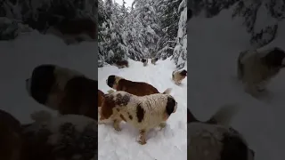 tik tok chó phốc sóc husky,pomeranian fact,funny  the snow  #Shorts