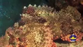 Red Sea UNDERWATER, Part1 . Красное Море подводный мир,  часть 1