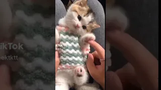 Baby Cats - Cute and Funny Cat Videos Compilation #60 | kitty pets lovers #cute #cat #funny #shorts