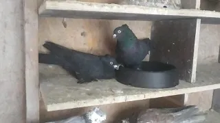 андижанские голуби чёрные