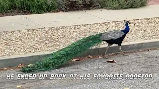 King Henry Chases Another Peacock