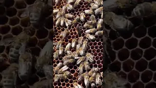 Beehive #bee #honeybee #beehouse #beehome #honeybees #insects #insect #shorts #youtubeshorts #viral