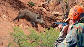 Chasse Sanglier au Maroc Khemisset |  Wild Boar Hunting 2024 (Partie 18)